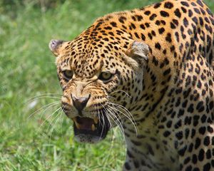 Preview wallpaper leopard, muzzle, big cat, predator, teeth, aggression