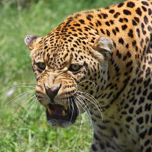 Preview wallpaper leopard, muzzle, big cat, predator, teeth, aggression