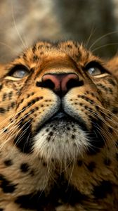 Preview wallpaper leopard, muzzle, color, big cat, predator