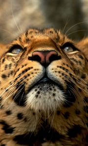 Preview wallpaper leopard, muzzle, color, big cat, predator