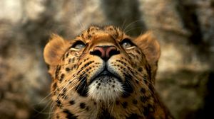 Preview wallpaper leopard, muzzle, color, big cat, predator