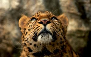 Preview wallpaper leopard, muzzle, color, big cat, predator