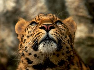 Preview wallpaper leopard, muzzle, color, big cat, predator