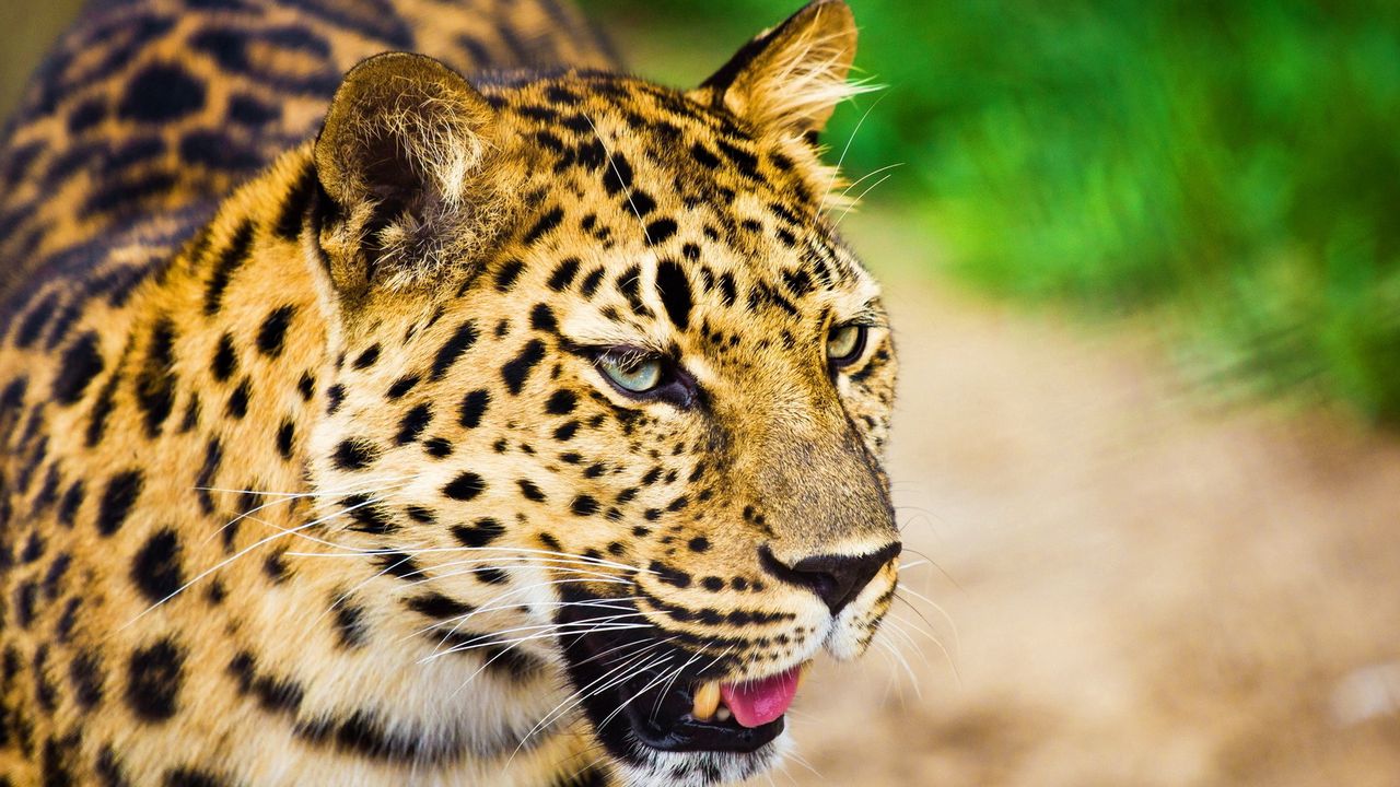 Wallpaper leopard, muzzle, cry, big cat, predator, spotted, white, oiled