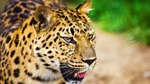 Preview wallpaper leopard, muzzle, cry, big cat, predator, spotted, white, oiled