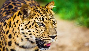 Preview wallpaper leopard, muzzle, cry, big cat, predator, spotted, white, oiled