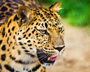 Preview wallpaper leopard, muzzle, cry, big cat, predator, spotted, white, oiled