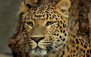 Preview wallpaper leopard, muzzle, eyes, big cat