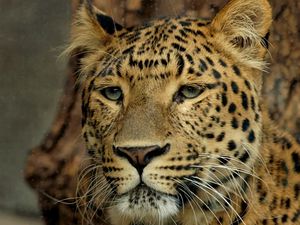 Preview wallpaper leopard, muzzle, eyes, big cat