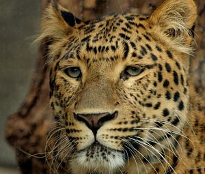 Preview wallpaper leopard, muzzle, eyes, big cat