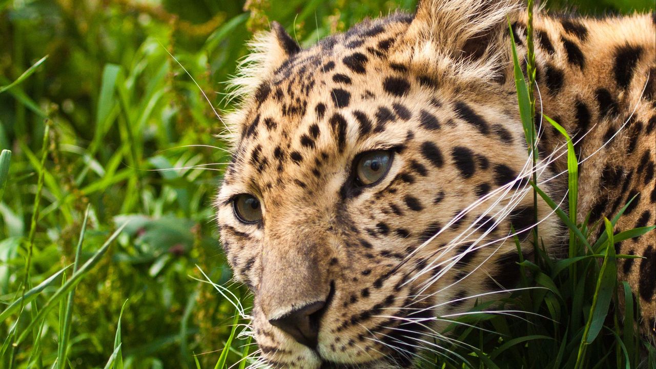Wallpaper leopard, muzzle, eyes, grass