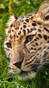 Preview wallpaper leopard, muzzle, eyes, grass