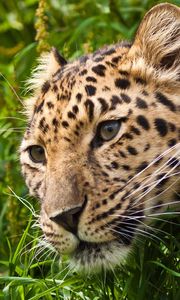 Preview wallpaper leopard, muzzle, eyes, grass