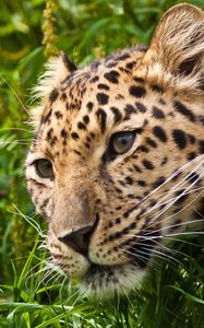 Preview wallpaper leopard, muzzle, eyes, grass