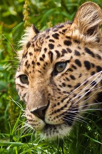 Preview wallpaper leopard, muzzle, eyes, grass