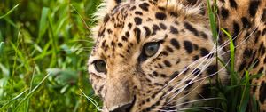 Preview wallpaper leopard, muzzle, eyes, grass