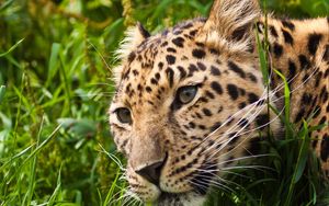 Preview wallpaper leopard, muzzle, eyes, grass