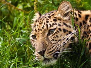 Preview wallpaper leopard, muzzle, eyes, grass