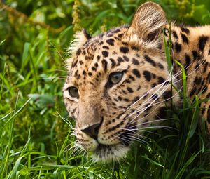 Preview wallpaper leopard, muzzle, eyes, grass