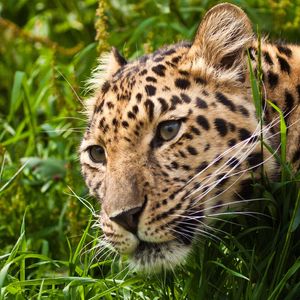 Preview wallpaper leopard, muzzle, eyes, grass