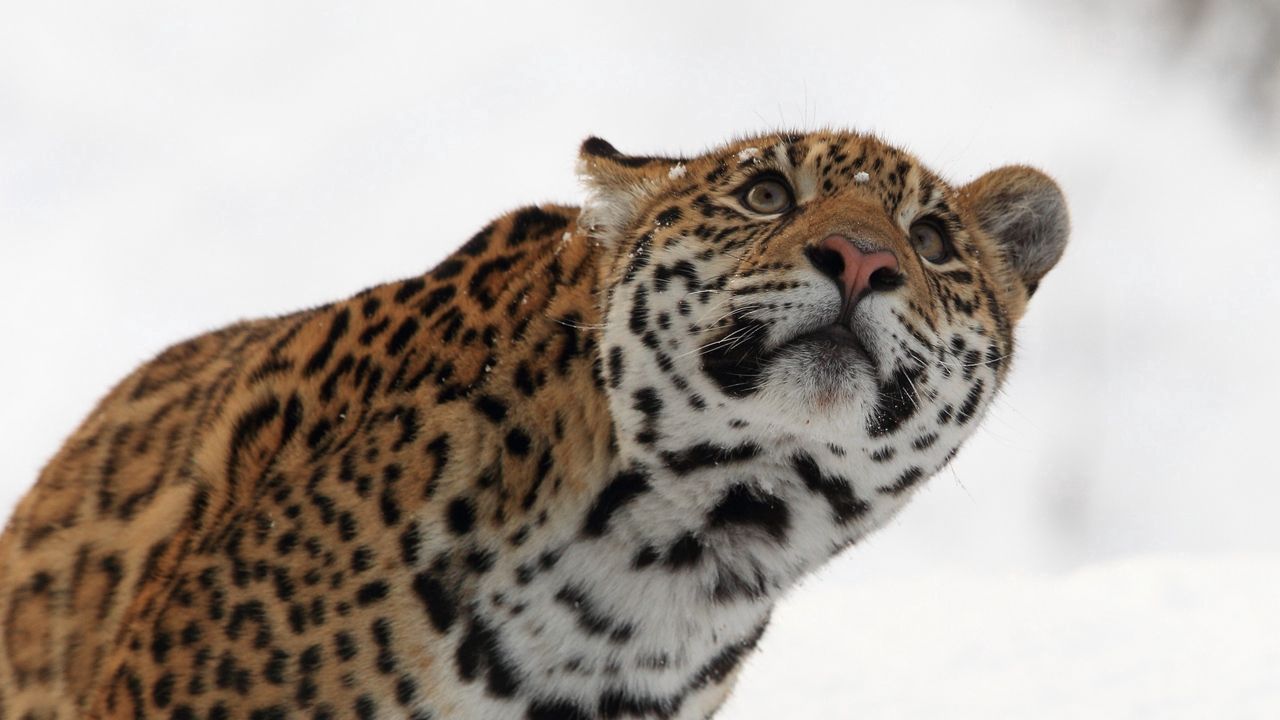 Wallpaper leopard, muzzle, eyes, look, snow