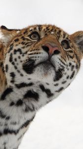 Preview wallpaper leopard, muzzle, eyes, look, snow