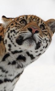 Preview wallpaper leopard, muzzle, eyes, look, snow