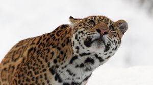Preview wallpaper leopard, muzzle, eyes, look, snow