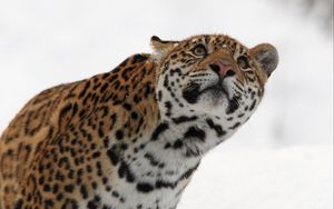 Preview wallpaper leopard, muzzle, eyes, look, snow