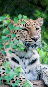 Preview wallpaper leopard, muzzle, predator, sitting