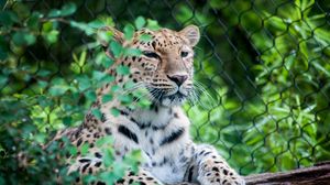 Preview wallpaper leopard, muzzle, predator, sitting