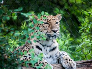 Preview wallpaper leopard, muzzle, predator, sitting