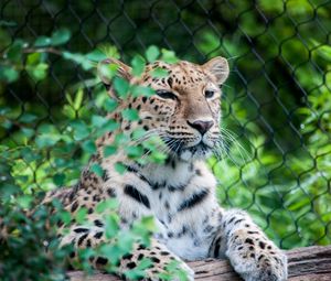 Preview wallpaper leopard, muzzle, predator, sitting