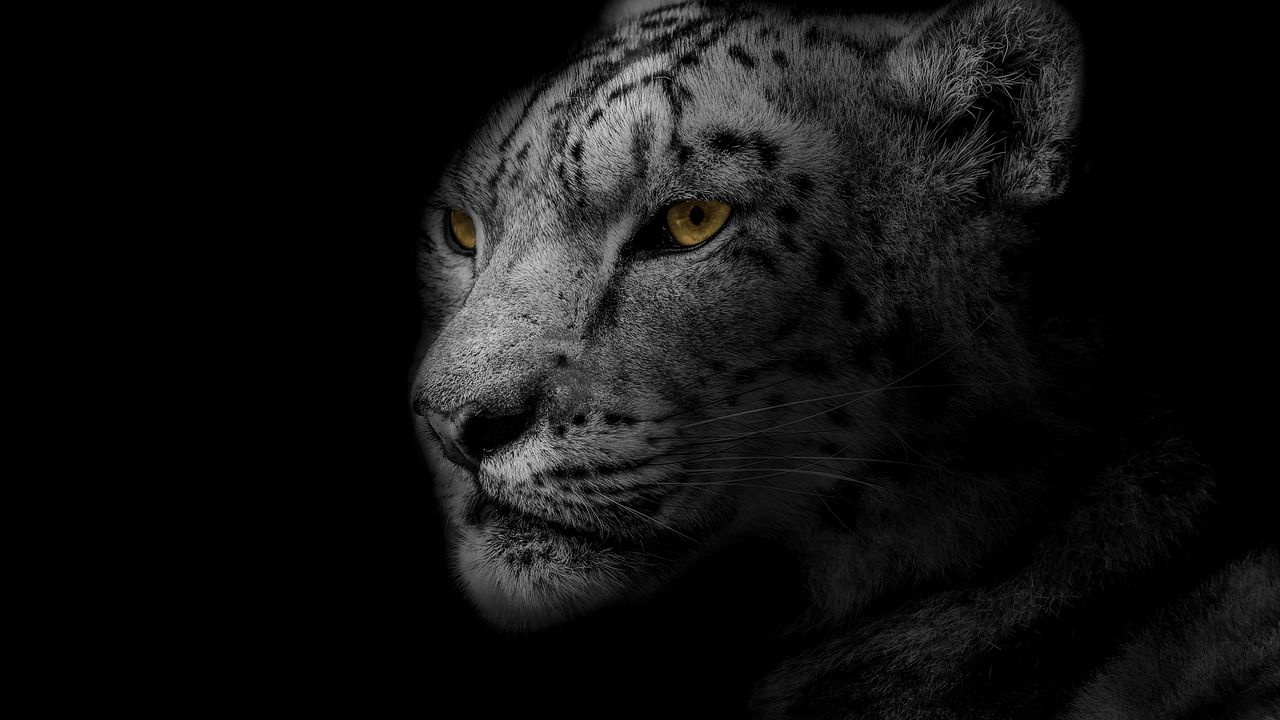 Wallpaper leopard, muzzle, predator, big cat, spotted, bw