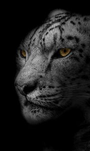 Preview wallpaper leopard, muzzle, predator, big cat, spotted, bw