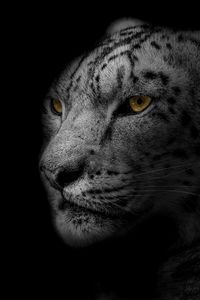 Preview wallpaper leopard, muzzle, predator, big cat, spotted, bw