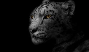 Preview wallpaper leopard, muzzle, predator, big cat, spotted, bw