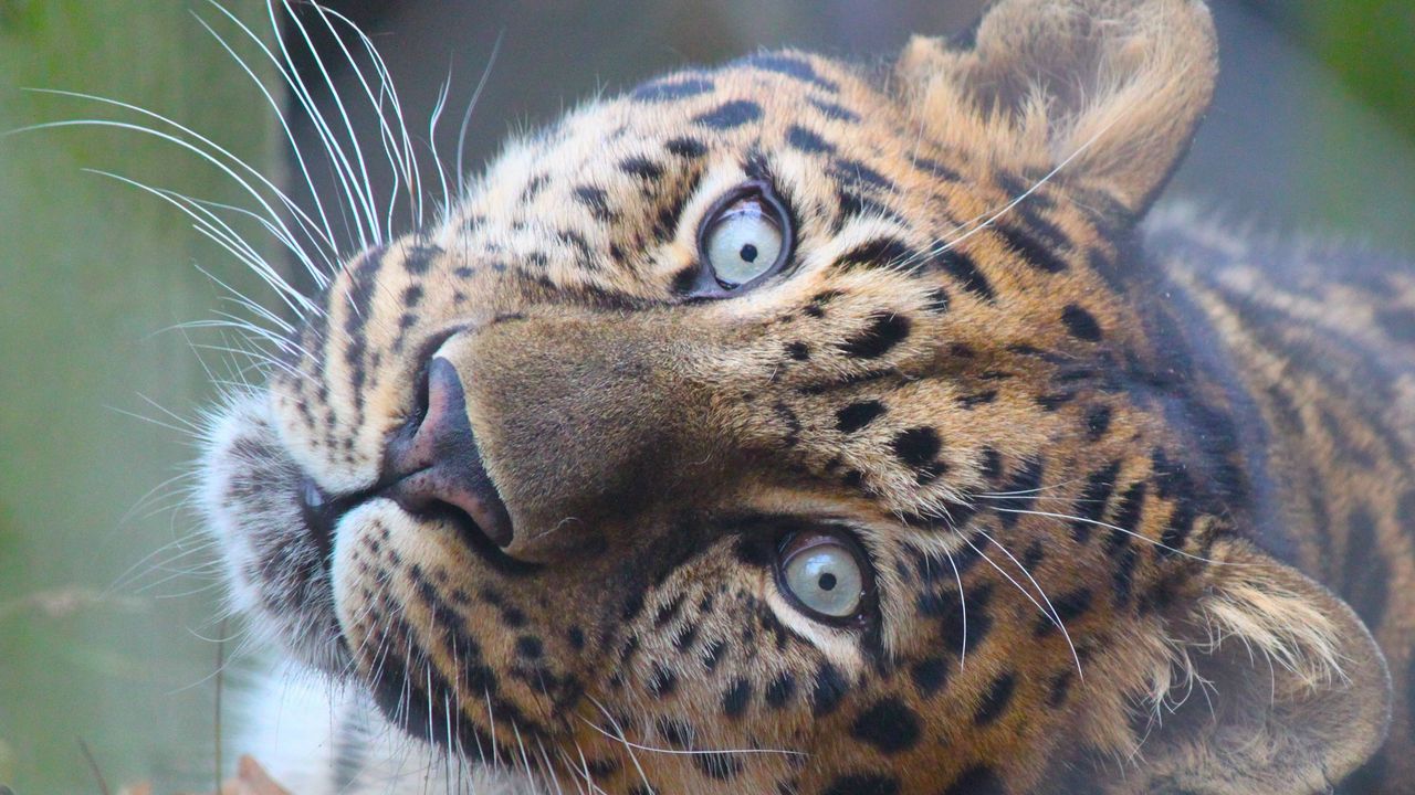 Wallpaper leopard, muzzle, predator, eyes, big cat