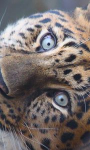 Preview wallpaper leopard, muzzle, predator, eyes, big cat