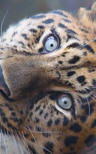 Preview wallpaper leopard, muzzle, predator, eyes, big cat