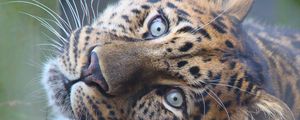 Preview wallpaper leopard, muzzle, predator, eyes, big cat