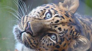 Preview wallpaper leopard, muzzle, predator, eyes, big cat