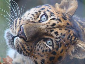 Preview wallpaper leopard, muzzle, predator, eyes, big cat