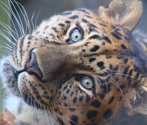 Preview wallpaper leopard, muzzle, predator, eyes, big cat