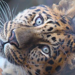 Preview wallpaper leopard, muzzle, predator, eyes, big cat