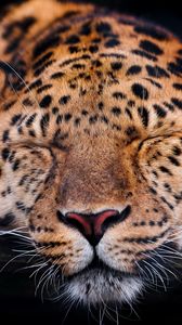 Preview wallpaper leopard, muzzle, sleep, predator