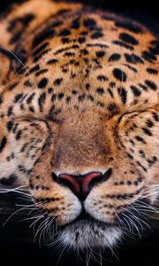 Preview wallpaper leopard, muzzle, sleep, predator