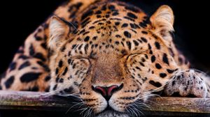 Preview wallpaper leopard, muzzle, sleep, predator