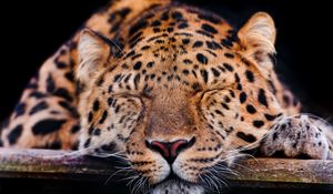 Preview wallpaper leopard, muzzle, sleep, predator