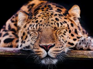 Preview wallpaper leopard, muzzle, sleep, predator